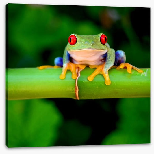 Red eye