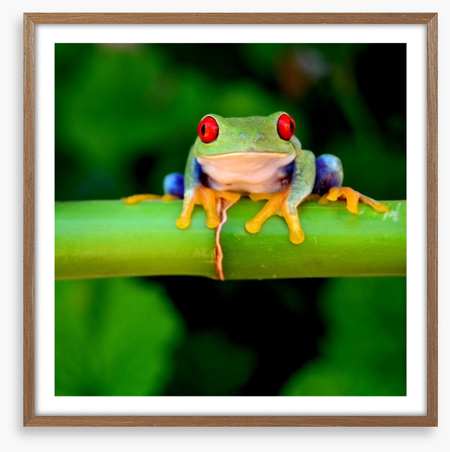 Red eye
