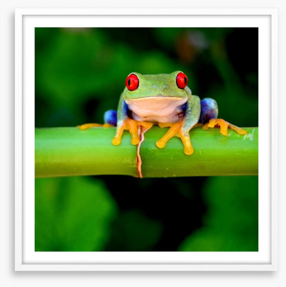 Red eye