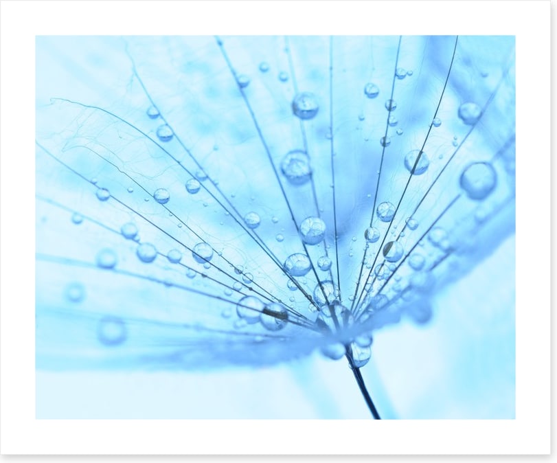 Dandelion drops