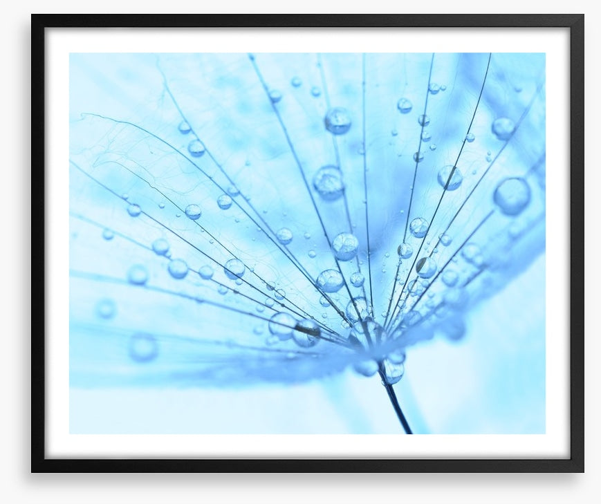 Dandelion drops