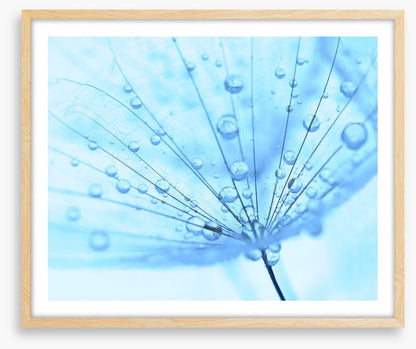 Dandelion drops
