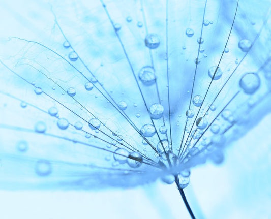 Dandelion drops