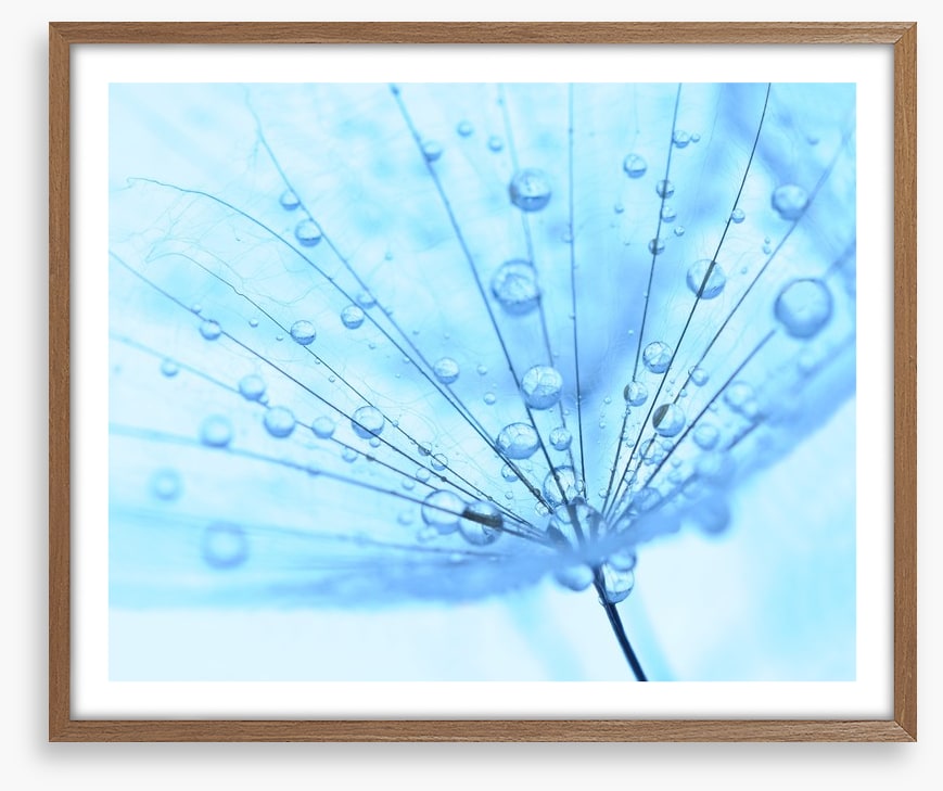 Dandelion drops