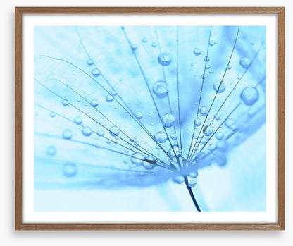 Dandelion drops