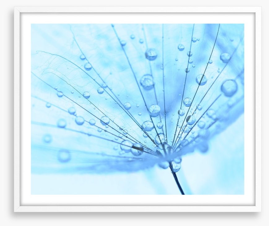 Dandelion drops