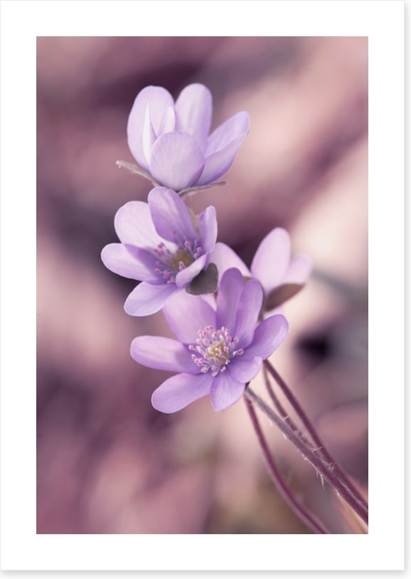 Lilac liverleaf
