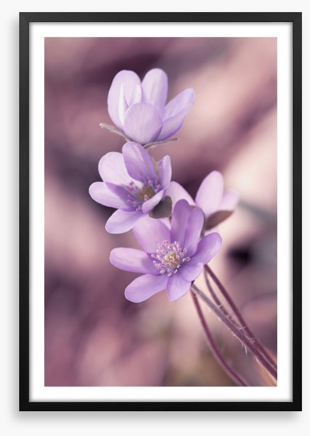Lilac liverleaf