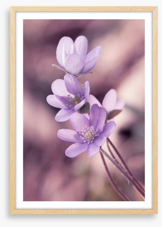 Lilac liverleaf