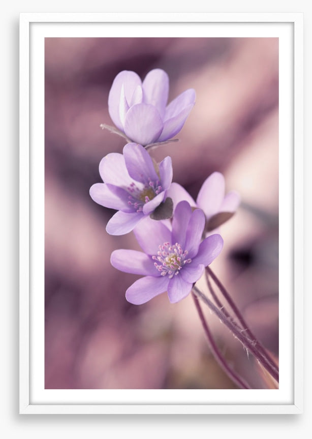Lilac liverleaf