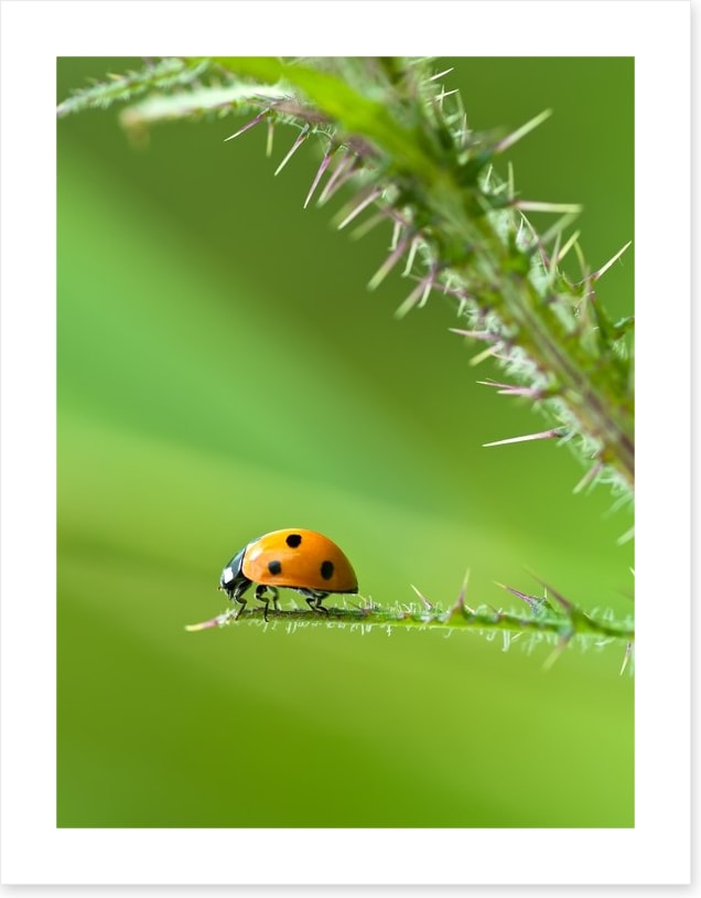 Insects