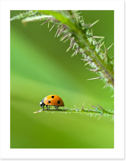 Insects