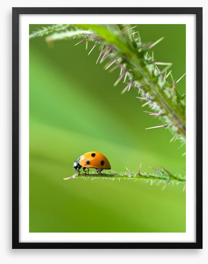 Insects