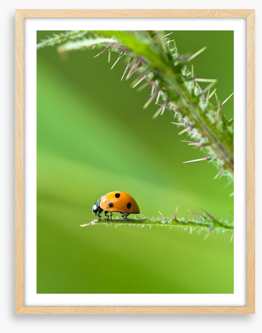 Insects