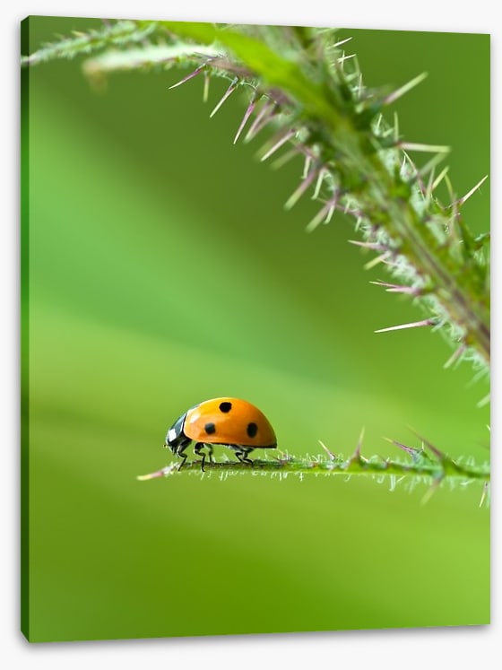 Insects