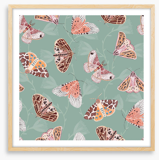 Butterflies