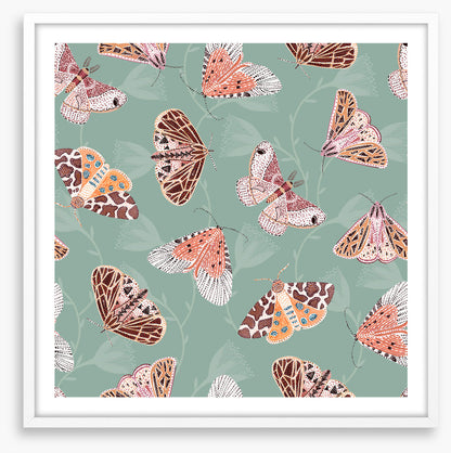 Butterflies