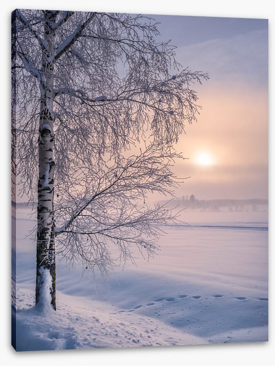 Soft winter sunrise