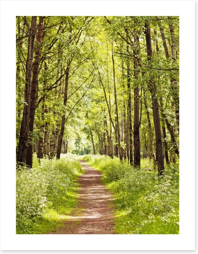 Sunny forest path