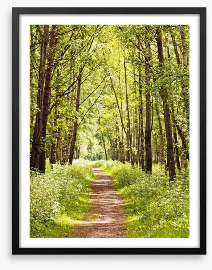 Sunny forest path