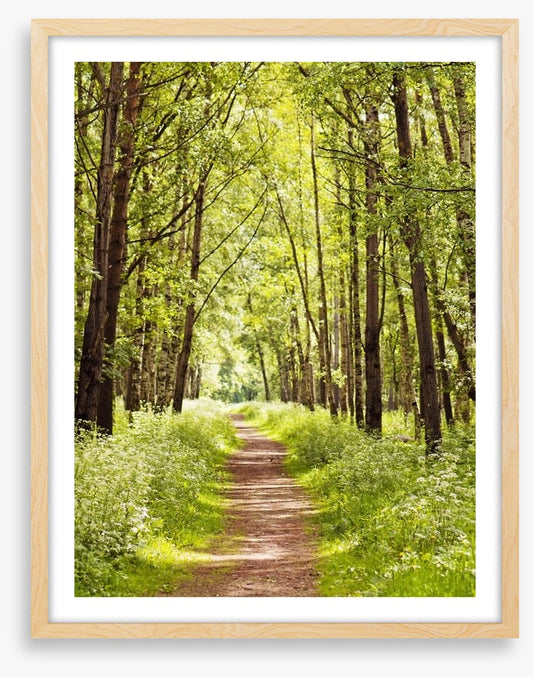 Sunny forest path