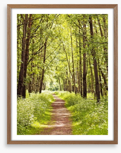 Sunny forest path