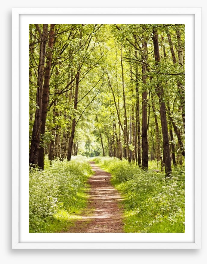 Sunny forest path