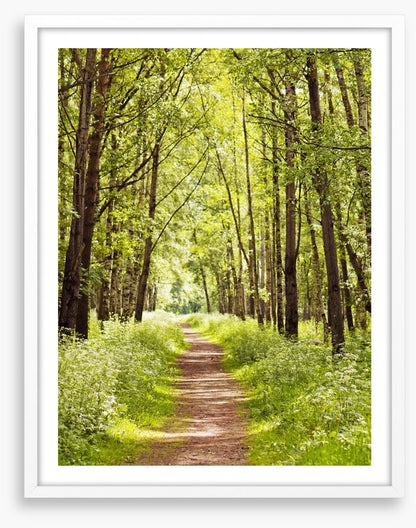 Sunny forest path