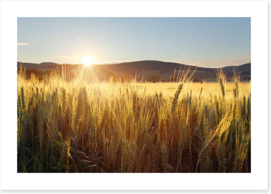 Sea of wheat