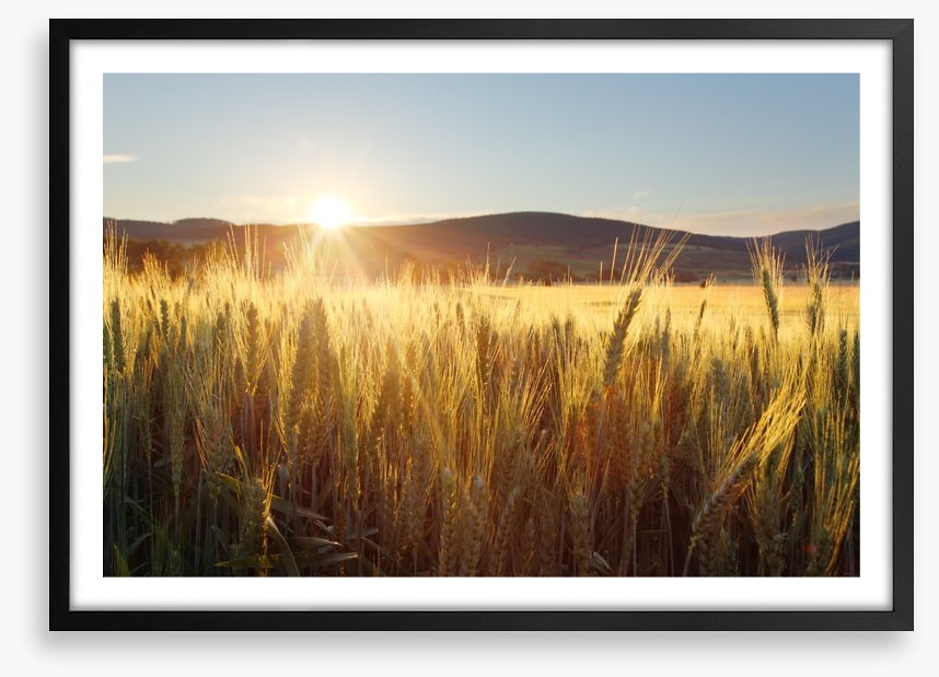 Sea of wheat