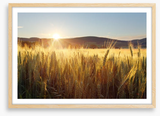 Sea of wheat