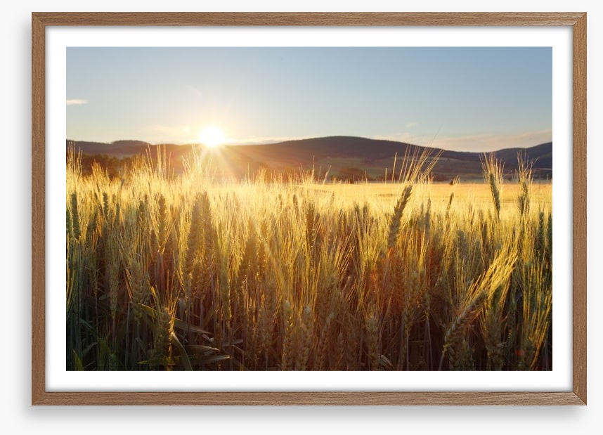 Sea of wheat