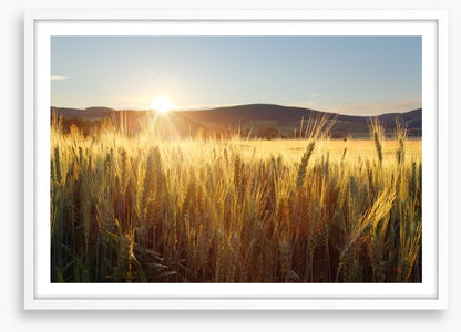 Sea of wheat