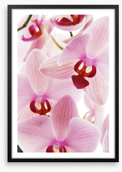 Orchid distraction
