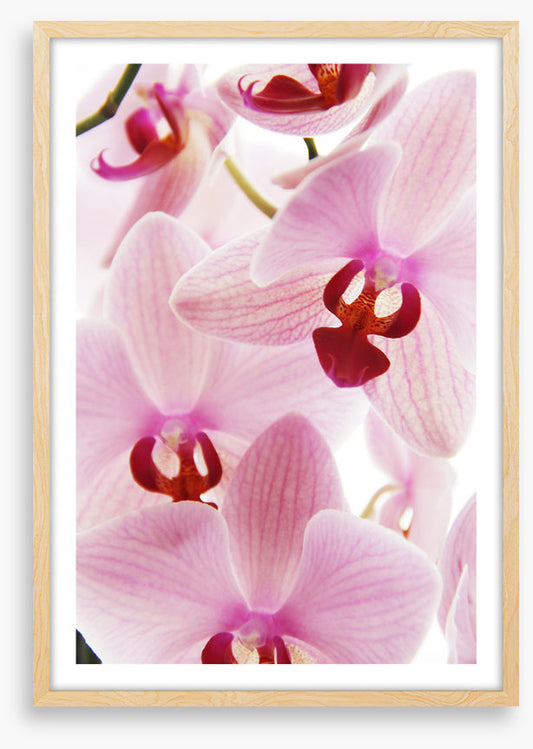 Orchid distraction