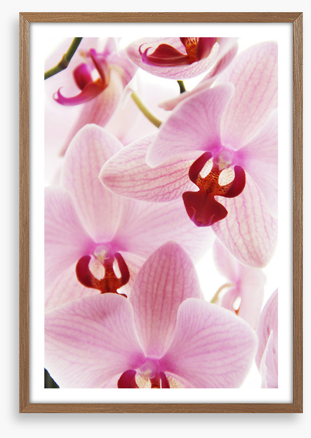 Orchid distraction