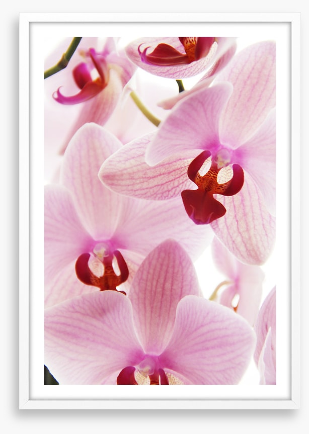 Orchid distraction