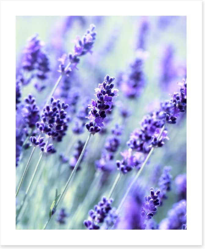 The scent of summer