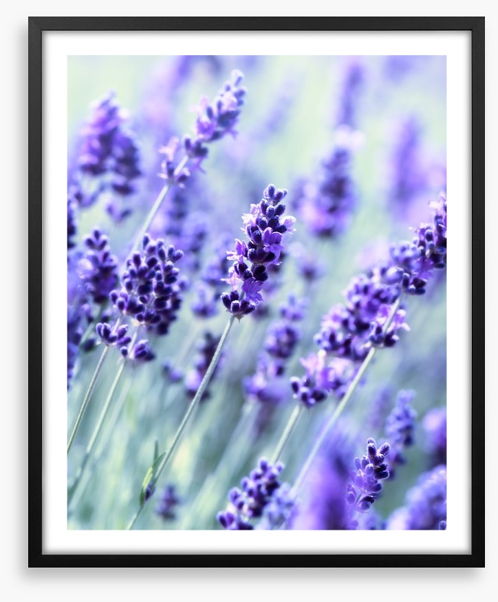 The scent of summer