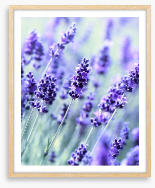 The scent of summer