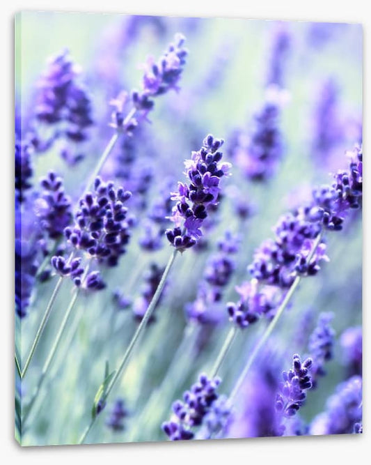 The scent of summer