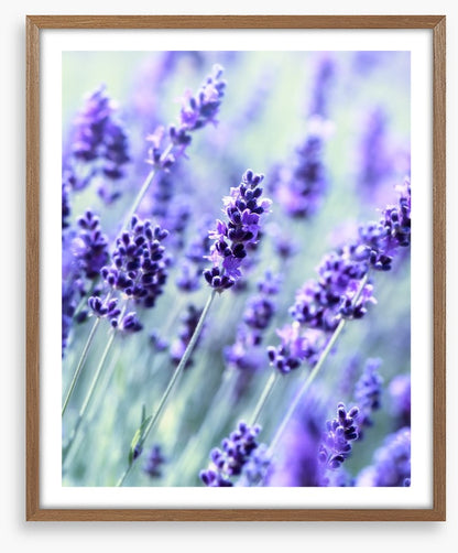The scent of summer