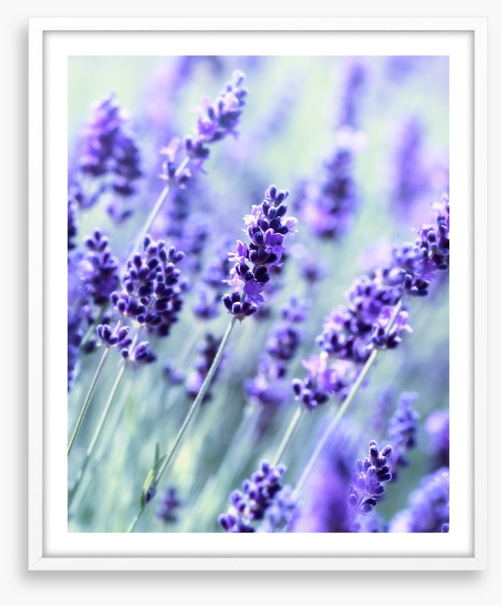 The scent of summer