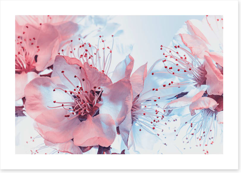 Blossoming blues