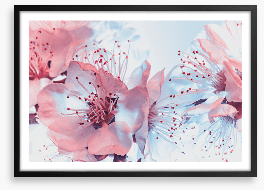 Blossoming blues