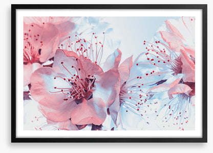 Blossoming blues
