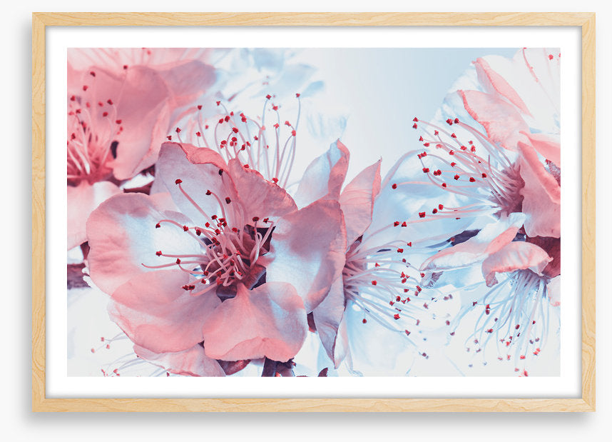 Blossoming blues