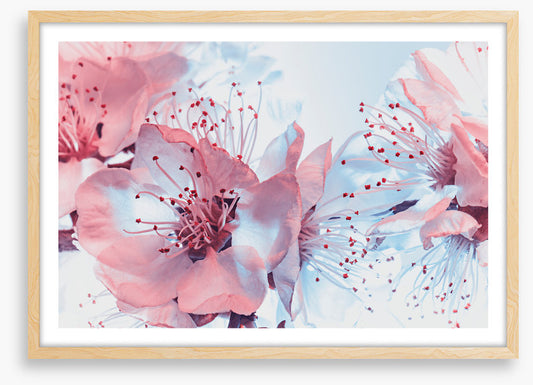Blossoming blues