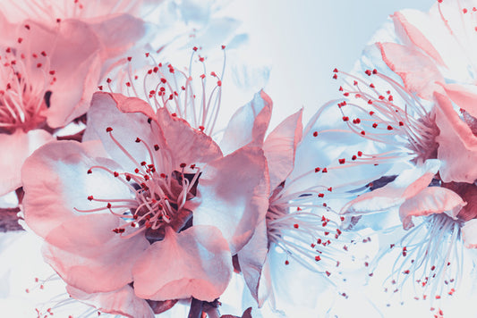 Blossoming blues