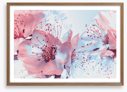 Blossoming blues